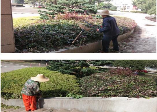 綠植修剪，美化環(huán)境